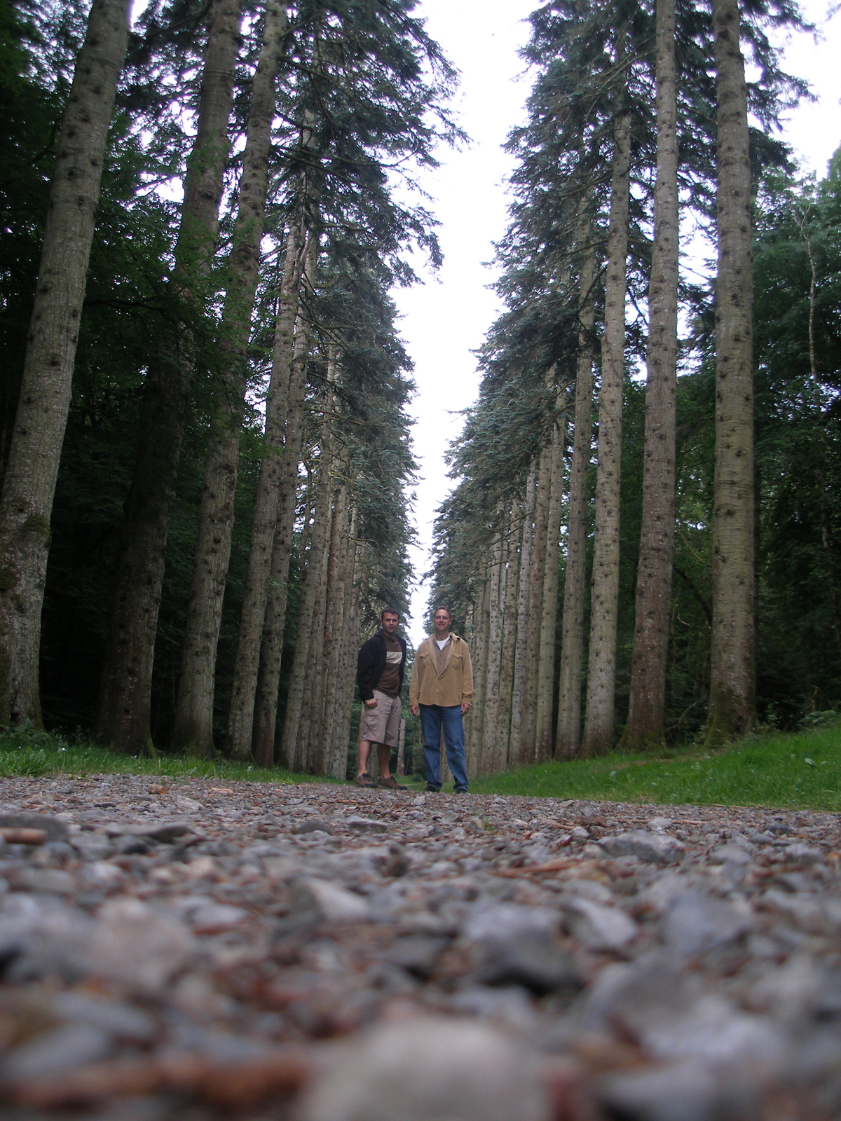 Longest Monkey Puzzle Tree Avenue in Europe: Inistiogue, Co Kilkenny