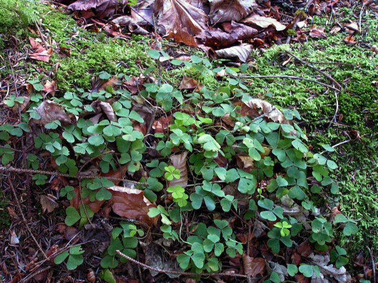 Forest Walk with Irish Famine History: Bonny Glen Woods, Co Donegal