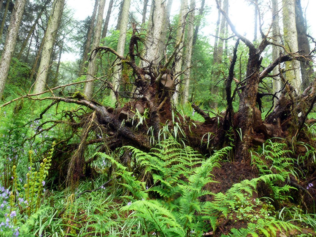 Glenariff Forest Walk - Photo by Christy Nicholas