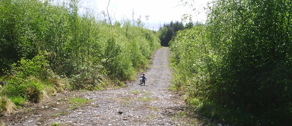 Millenium Forests: Woodford, Co Galway