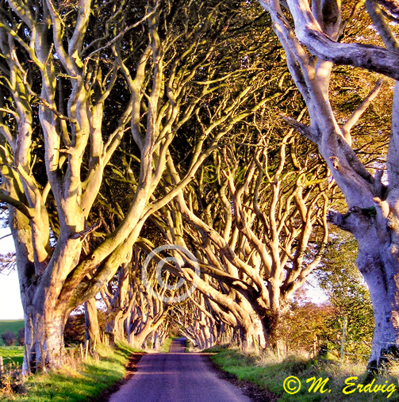 Dark Hedges © Michele Erdvig