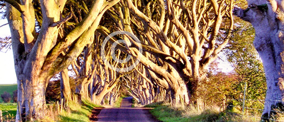 Dark Hedges © Michele Erdvig