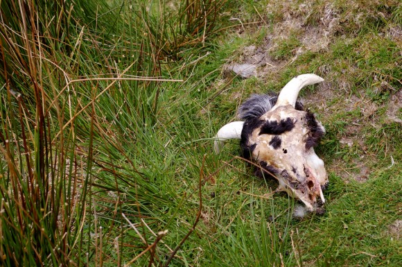 Sheep skull near the Famine Village on Achill Island - Photo by Corey Taratuta