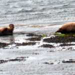 Seal Colony on Inis Mor - Photo by Christy Nicholas