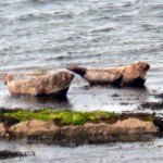 Seal Colony on Inis Mor - Photo by Christy Nicholas