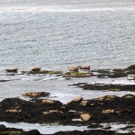 Seal Colony on Inis Mor - Photo by Christy Nicholas