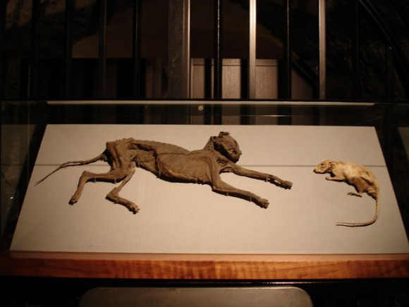 Mummified Cat and Mouse at Christchurch Cathedral - Photo by Rowan72 via Flickr Creative Commons