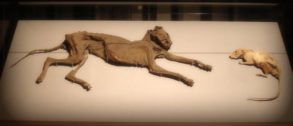 The Mummified Cat and Rat of Christ Church Cathedral: Dublin, Co Dublin