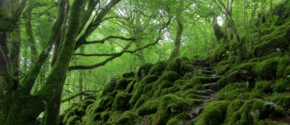 Fairy Fortress: Knockma Woods, Co Galway