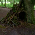 Knockma Wood Fairy Fort - Photo by Corey Taratuta