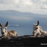 Local on the Ring of Kerry - Photo by Wandering Educators