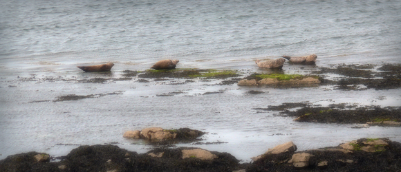 Seal Colony on Inis Mor - Photo by Christy Nicholas