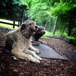 Irish Wolfhounds at Bunratty