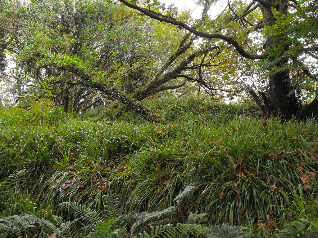 Stooagh Ring Fort: Co. Laois.