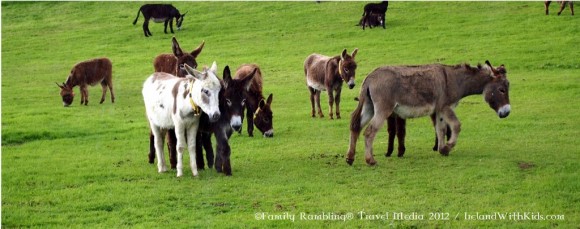 Rescued Donkeys at the Donkey Sanctuary in County Cork