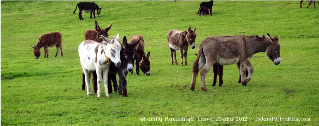 Great for Families: The Donkey Sanctuary in County Cork