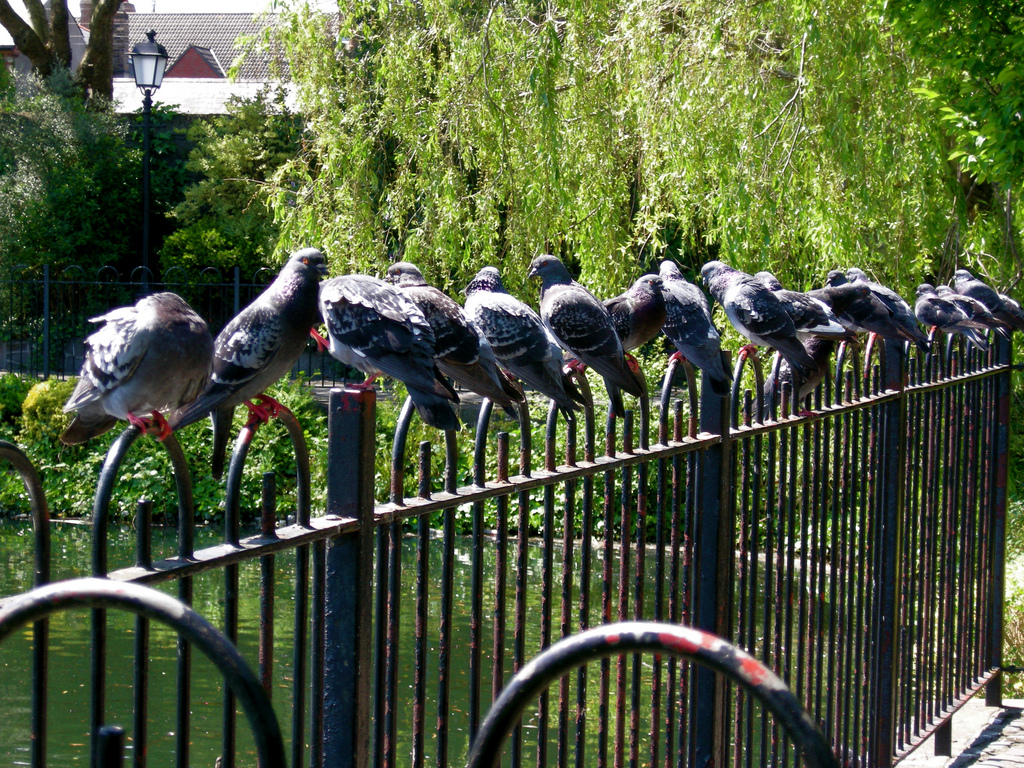 Dublin’s Secret Garden at Blessington Basin: Dublin, County Dublin