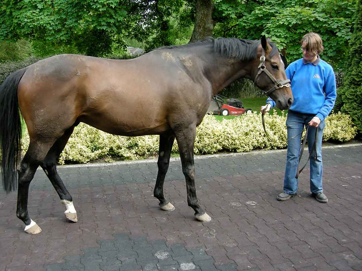 Three Reasons to Visit the Irish National Stud: Kildare, Co Kildare