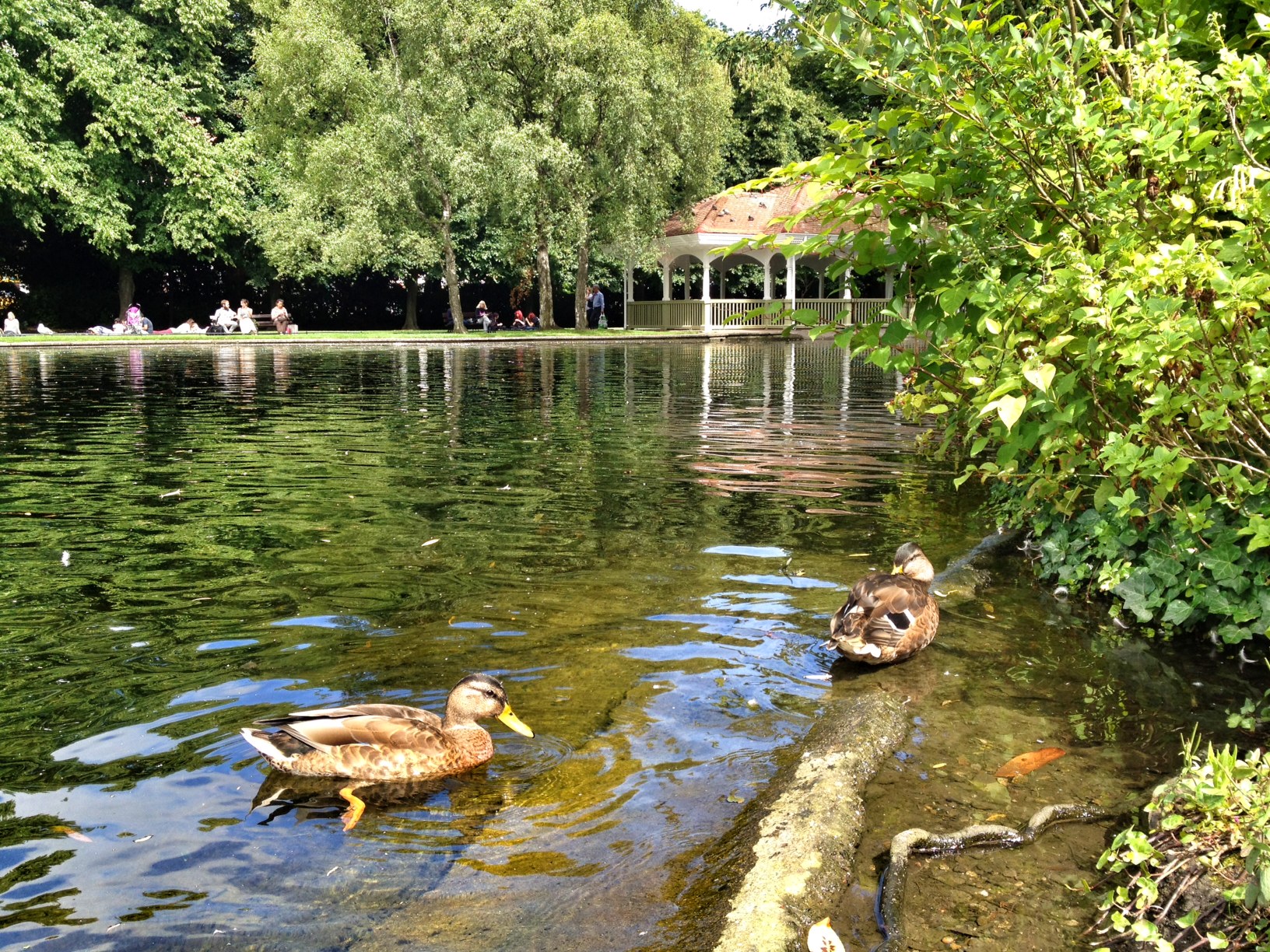 The Lucky Ducks of St Stephen’s Green: Dublin