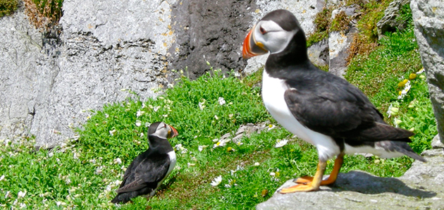 Meeting the Puffins on Skellig Michael: Co Kerry