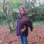 Though large the Harris Hawks are 'light as a feather'. A Hawk Walk at Mount Falcon is a fun family adventure during your Ireland vacation.