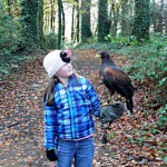 A Hawk Walk at Mount Falcon Estate is fun the the entire family.