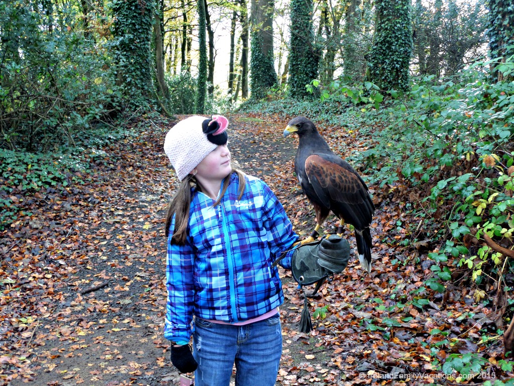 The Falconry at Mount Falcon: County Mayo