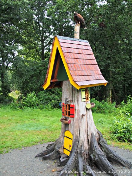 Harris Hawk lands on a fairy house. Wells House, Wexford, Ireland