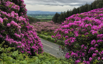 The Vee in Rhododendron Season: Co. Tipperary & Waterford
