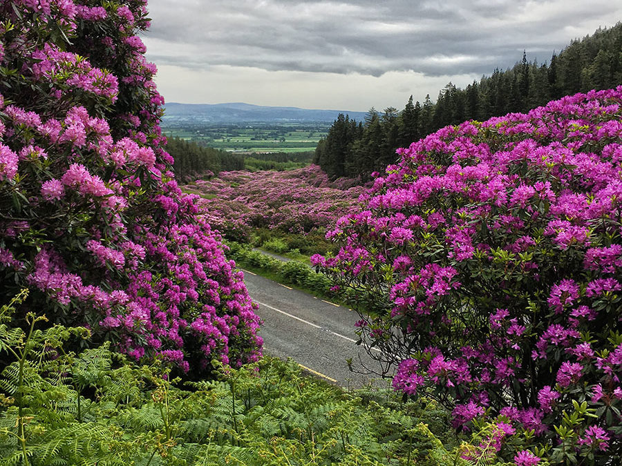 The Vee in Rhododendron Season: Co. Tipperary & Waterford