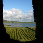 Ballycarbery Castle - Photo by Corey Taratuta