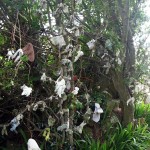 Clootie/Wish Tree - Photo by Christy Nicholas