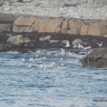 Cliffs of Moher Boat Cruise - Photo by Wandering Educators