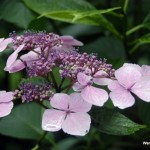 Hydrangea at Derrynane House - Photo by Wandering Educators