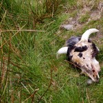 Sheep skull near the Famine Village on Achill Island - Photo by Corey Taratuta